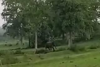 Wild Elephant Rampage