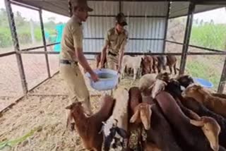 police showed humanity by giving fodder to cattle of accused