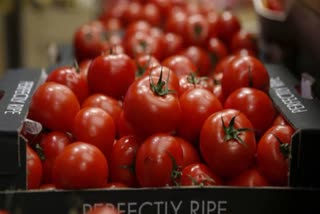 Tomatoes file pic