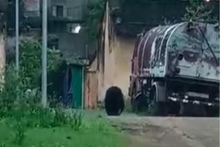 Bear In Manendragarh