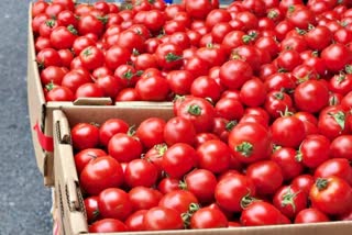 Thieves Stole Tomatoes from house in Nizamabad
