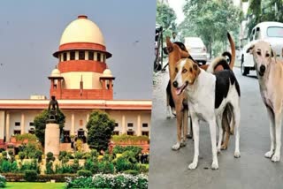 Supreme Court  Stray Dog  Stray Dog Issue In Kerala  nihal death  Court  alphonse kannanthanam  തെരുവുനായ വിഷയത്തില്‍ ശാശ്വത പരിഹാരം  തെരുവുനായ  സുപ്രീം കോടതി  കേരളത്തില്‍ തെരുവുനായുടെ ആക്രമണം  തിരുവനന്തപുരം  ദയാവധം