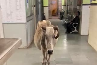 Cow Roaming Among Patients