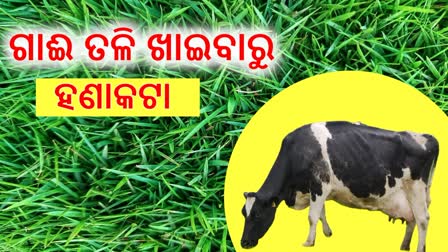 ଅନୁଗୋଳରେ ଜଘନ୍ୟ ହତ୍ୟାକାଣ୍ଡ