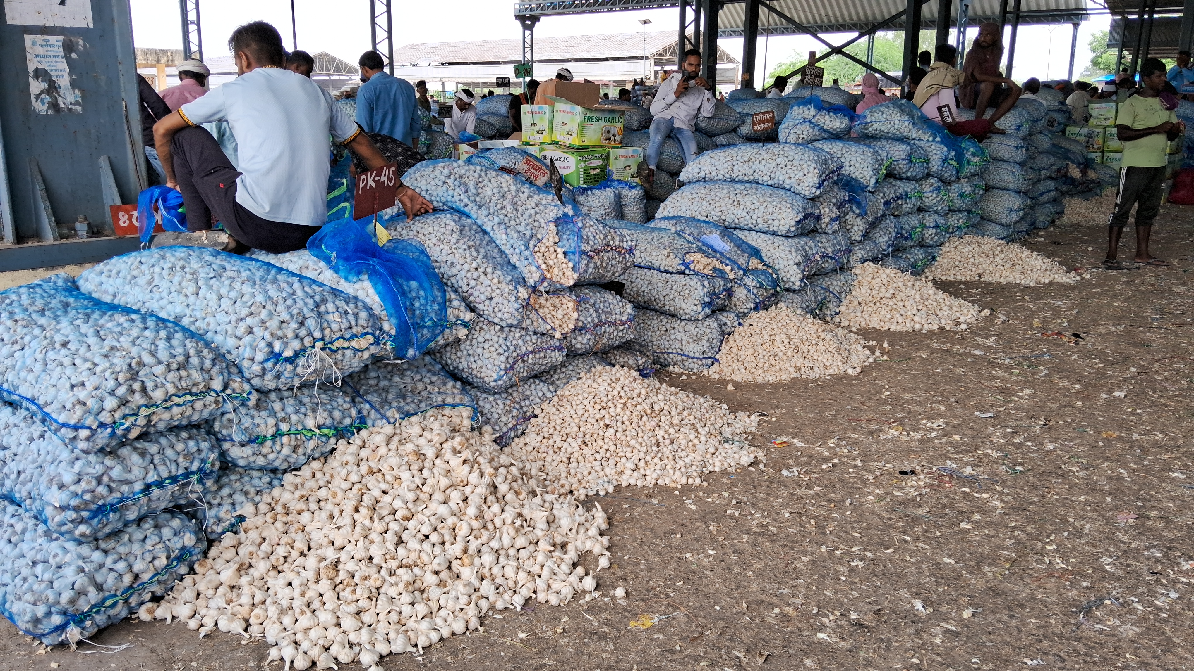 Garlic Prices in Rajasthan