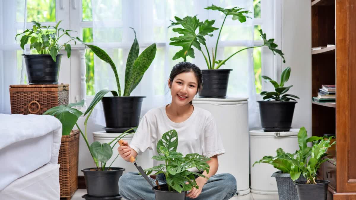 4 air-purifying plants