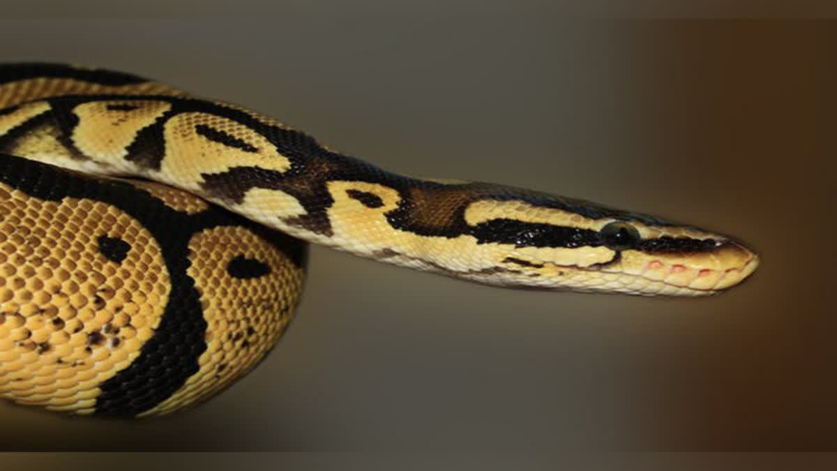 Man Bitten by Snake 7th Time in 40 Days