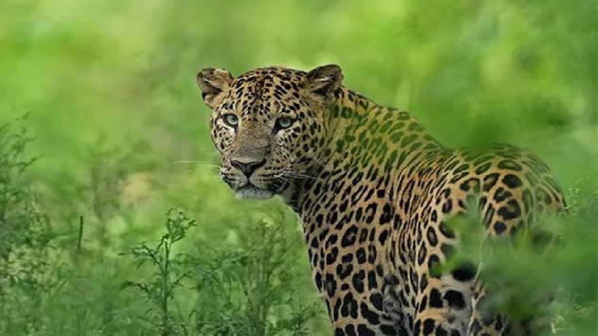 Leopard Wandering Around Mahanandi Temple in Nandyal District