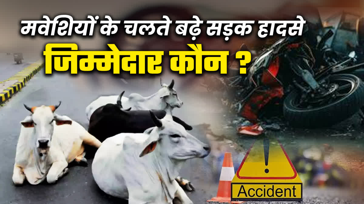 ROAD ACCIDENTS Due To Cattle