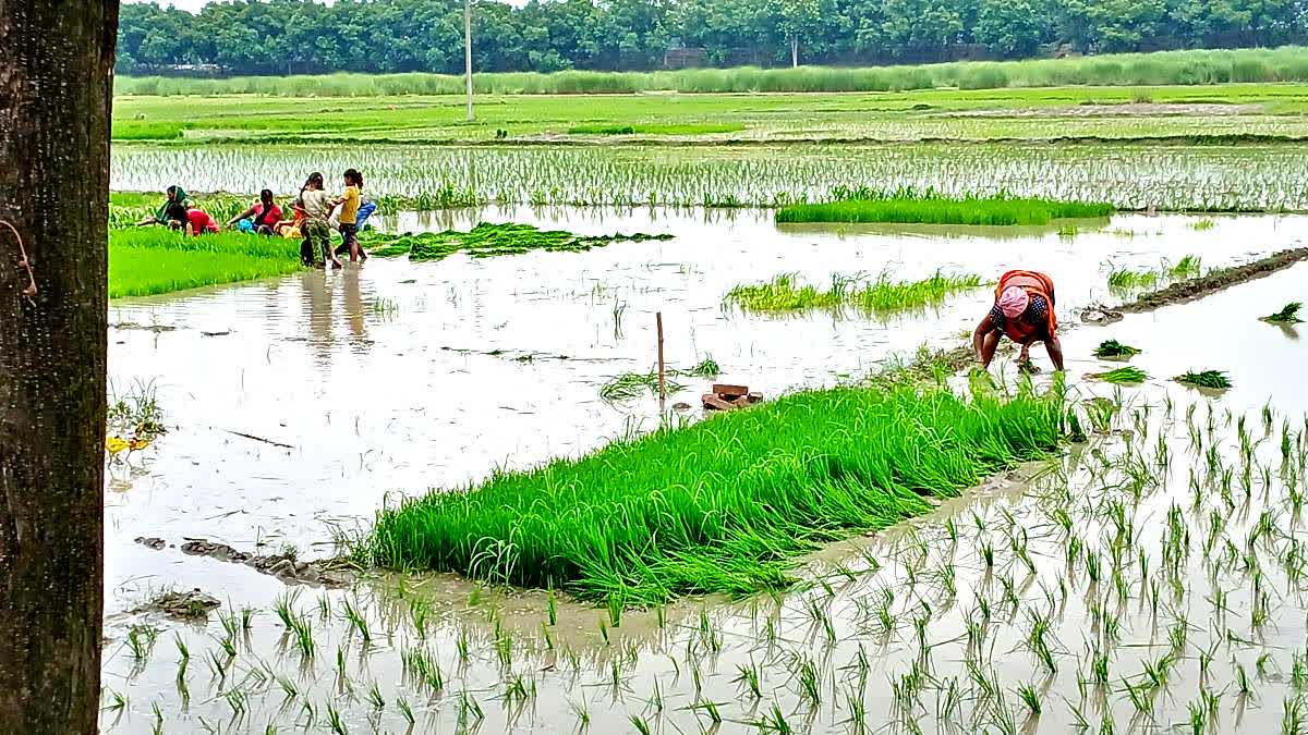 बारिश ने बढ़ाई उम्मीद