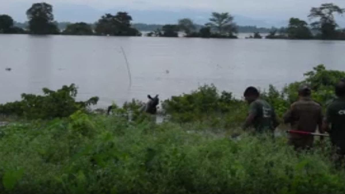 Assam Floods: 174 Wild Animals Die In Kaziranga National Park.