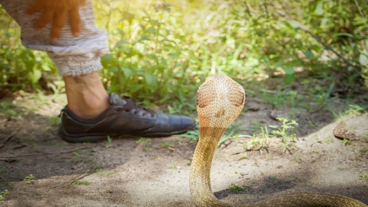 SNAKE BITE FATEHPUR YOUTH  FALLING VICTIM TO SNAKE BITES  BITTEN BY SNAKES  SNAKE BITES YOUTH 7 TIMES