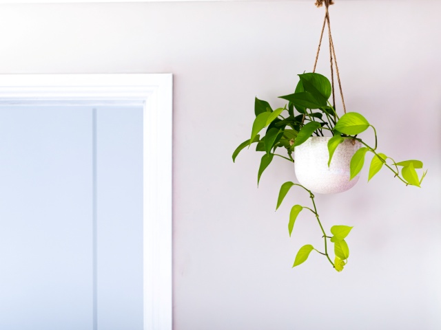 4 air-purifying plants