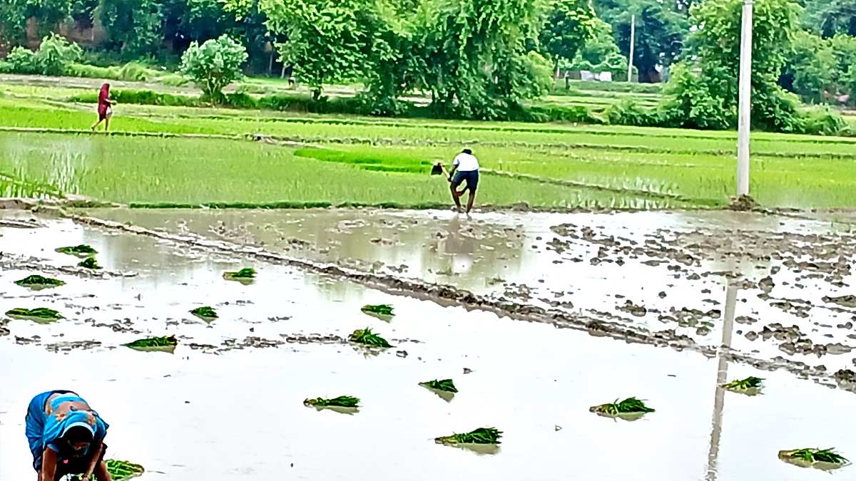 युद्धस्तर पर हो रही धान की रोपनी