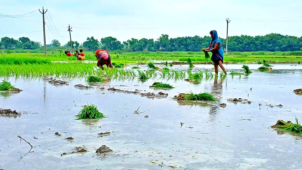 खेतों में भरा पानी, धान की रोपनी शुरू