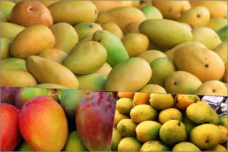 Mango Fair in Panchkula