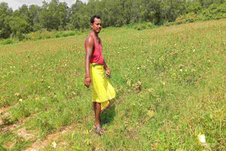 Giridih youth Manish Kumar became self reliant through farming