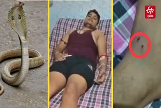 FATEHPUR NEWS  SERPENT REVENGE  SNAKE BITTEN 7TH TIME  SNAKE DEADLY ENEMY