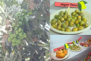 Special Type Mangoes Angoor