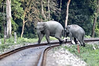 Elephant dies hit by Train