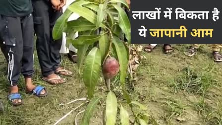 price of miyazaki mango will surprise you how and where it grow what are qualities details news in hindi