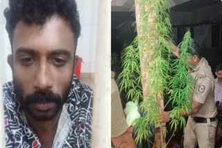 CULTIVATE CANNABIS ON TERRACE  LATEST MALAYALAM NEWS  DANSAF  CANNABIS CASE