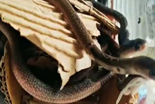 Many baby snakes found in house in Ghanshyampur village in Pakur