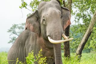 ELEPHANTS VANDALISED HOUSES SHAHDOL