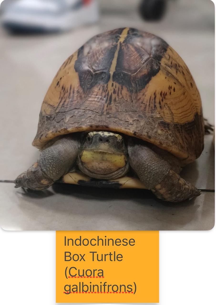 rare wildlife species smuggled