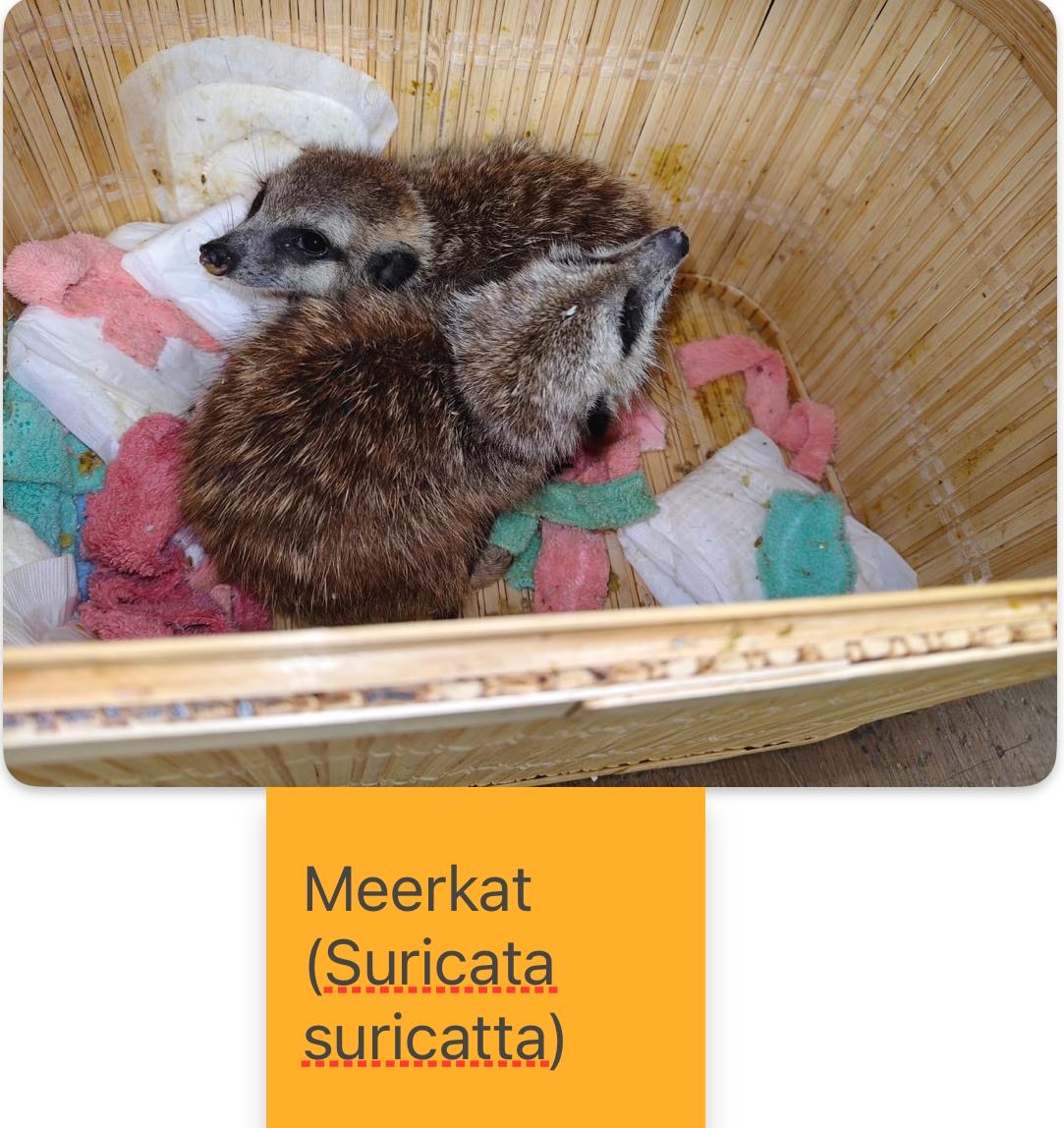 rare wildlife species smuggled