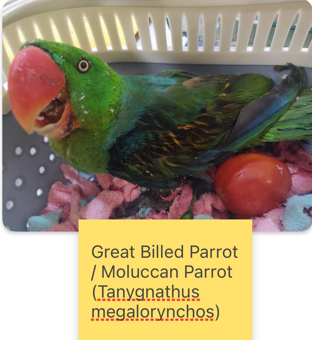 rare wildlife species smuggled