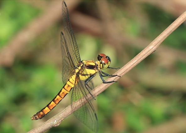 ZOGRAPHETUS MATHEWI LYRIOTHEMIS ABRAHAMI മാത്യുവി ചിത്രശലഭം എബ്രഹാമി തുമ്പി