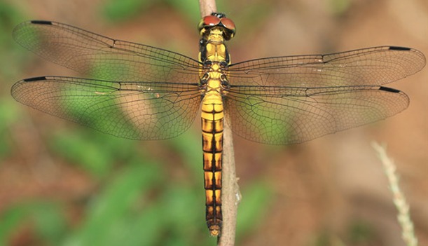 ZOGRAPHETUS MATHEWI LYRIOTHEMIS ABRAHAMI മാത്യുവി ചിത്രശലഭം എബ്രഹാമി തുമ്പി