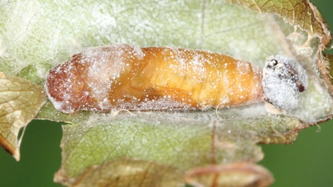 ZOGRAPHETUS MATHEWI LYRIOTHEMIS ABRAHAMI മാത്യുവി ചിത്രശലഭം എബ്രഹാമി തുമ്പി