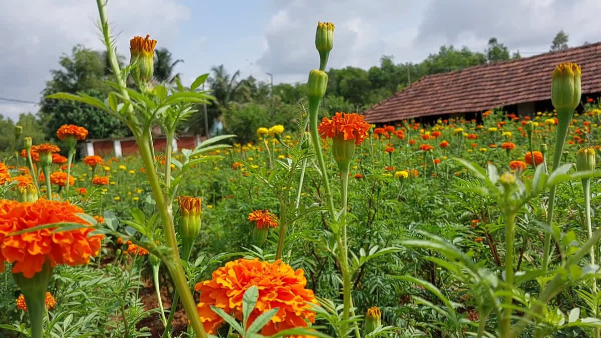 Kccpl  onam flower  KCCPL flower farming  ചൈന ക്ലേ ഭൂമി  ക്ലെയ്‌സ്‌ ആൻഡ് സെറാമിക്‌സ്  കെസിസിപിഎൽ  കെസിസിപിഎൽ പൂക്കൃഷി  പൂക്കൃഷി  flower farming  Madayi kpccl flower farming