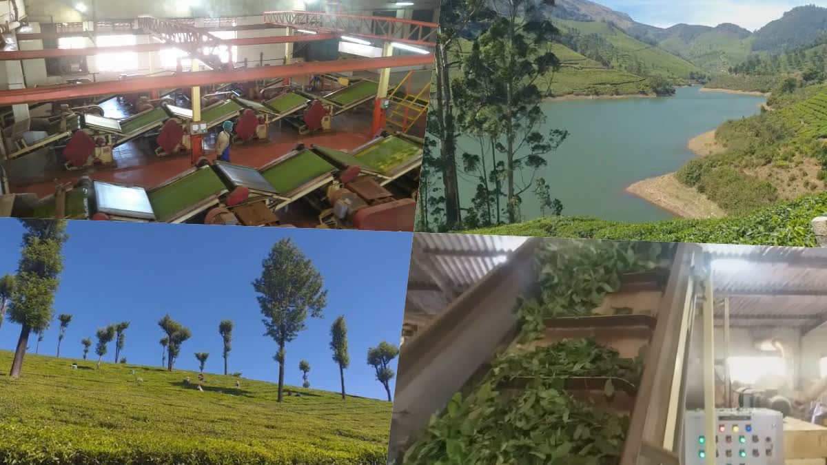 Tea plant history making variety TEA POWDER MAKING