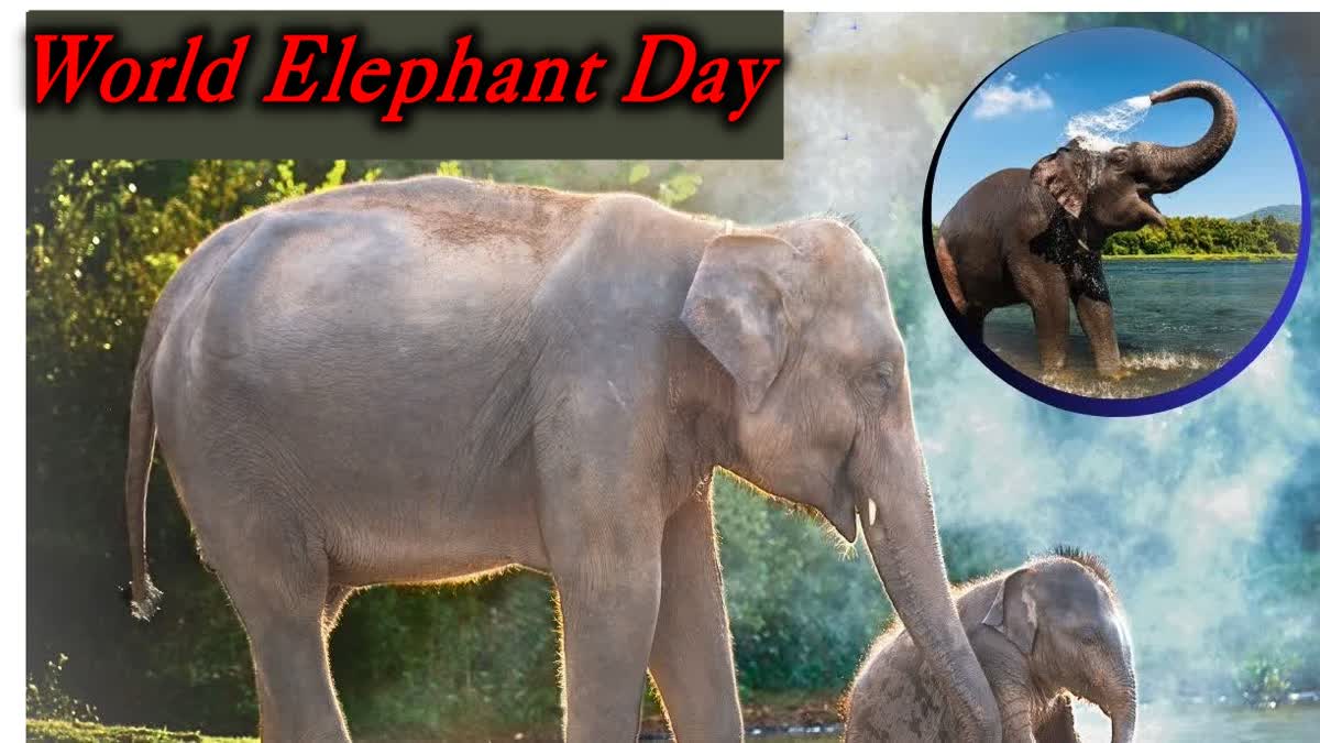 World Elephant Day 2023