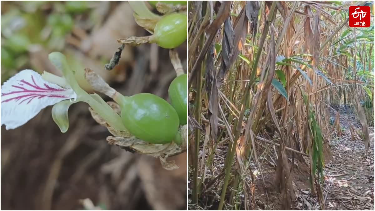 Cardamom plant disease attack