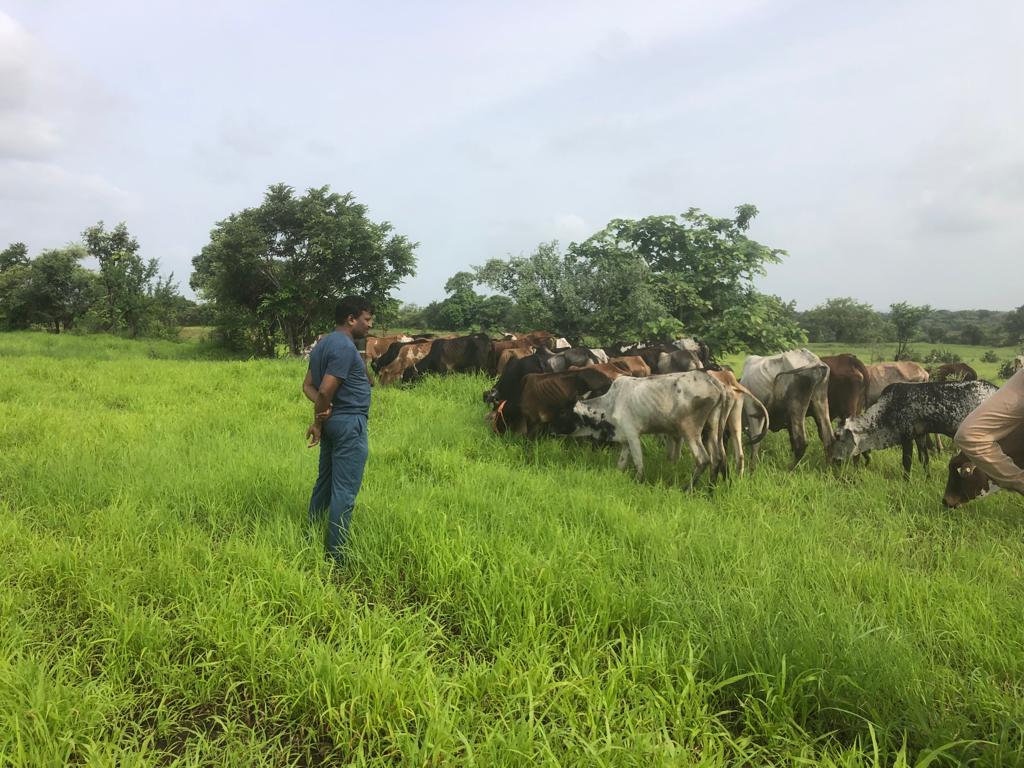 kas-officer-grazed-cattle-during-weekend-leave-in-kalburagi