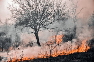 Death toll in Hawaii wildfires rises to 67  wildfires rises in Hawaii  67 people died in Hawaii wildfires  ಇನ್ನೂ ಶಾಂತಿಯಾಗದ ಅಗ್ನಿ ದೇವತೆ  ಹವಾಯಿ ಕಾಳ್ಗಿಚ್ಚಿಗೆ 67 ಜನ ಬಲಿ  ಹೊತ್ತಿ ಉರಿಯುತ್ತಿರುವ ಅರಣ್ಯದ ಬೆಂಕಿ  ಕಾಳ್ಗಿಚ್ಚಿಗೆ ಬಲಿಯಾದವರ ಸಂಖ್ಯೆ ಮತ್ತೆ ಏರಿಕೆ  ಹವಾಯಿ ಗವರ್ನರ್ ಜೋಶ್ ಗ್ರೀನ್  ಫೆಡರಲ್ ಎಮರ್ಜೆನ್ಸಿ ಮ್ಯಾನೇಜ್‌ಮೆಂಟ್ ಏಜೆನ್ಸಿ ಮಾಯಿ  ಕೋಸ್ಟ್ ಗಾರ್ಡ್ ಮತ್ತು ಏರ್ ಫೋರ್ಸ್ ಸಿಬ್ಬಂದಿ  ಮಾರಕ ನೈಸರ್ಗಿಕ ವಿಪತ್ತು