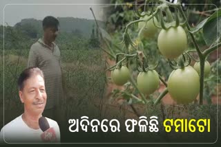 ଅଦିନରେ ଫଳୁଛି ପେନ୍ଥା ପେନ୍ଥା ଟମାଟୋ