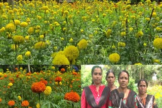 flower cultivation in kottayam Thiruvarpu  flower cultivation  kottayam Thiruvarpu  തിരുവാർപ്പ്  പൂ  പൂകൃഷി  കോട്ടയം പൂകൃഷി  കോട്ടയം തിരുവാർപ്പ്  കോട്ടയം തിരുവാർപ്പ് പൂകൃഷി  പൂകൃഷി നടത്തി തൊഴിലുറപ്പ് ജീവനക്കാർ  kottayam Thiruvarpu flower cultivation  ബന്തിപ്പൂ  ബന്തിപ്പൂ കൃഷി  ഓണം  ഓണം പൂകൃഷി  onam flower Marigold farming  Marigold  onam flower