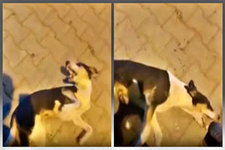 Car driver booked for running over stray dog in Bengaluru