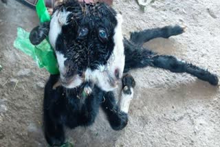 Rare Baby Goat in suryapeta district