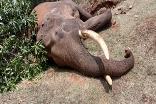male elephant died an electric shock in Kadambur