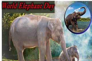 World Elephant Day 2023