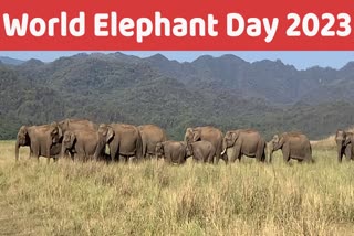 World Elephant Day 2023