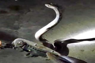 Poisonous cobra reached road in Valmiki nagar
