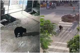 Bear Roaming in Karimnagar
