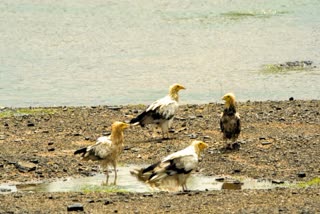 Egyptian vulture group seen in Begun